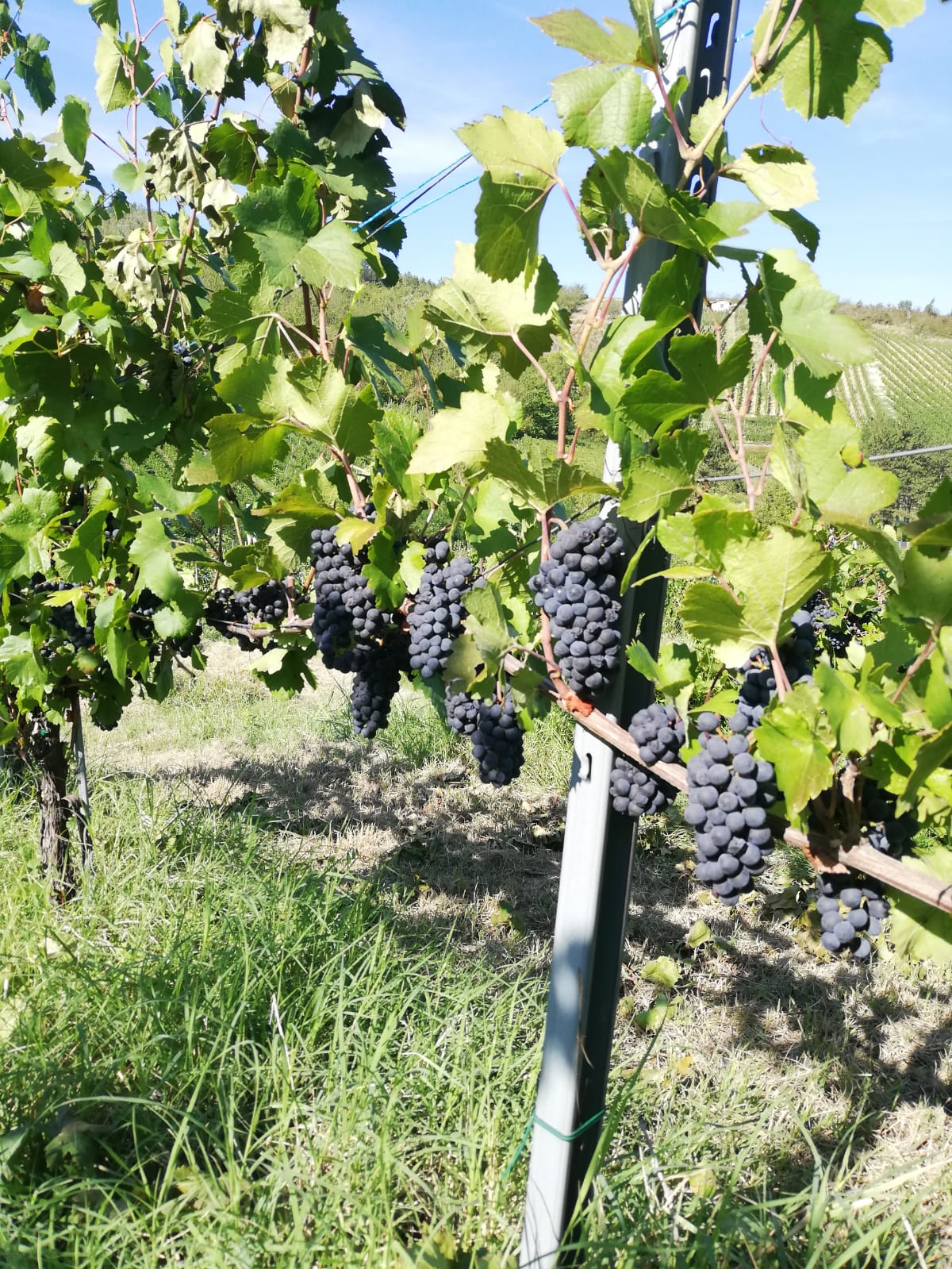 uva antico